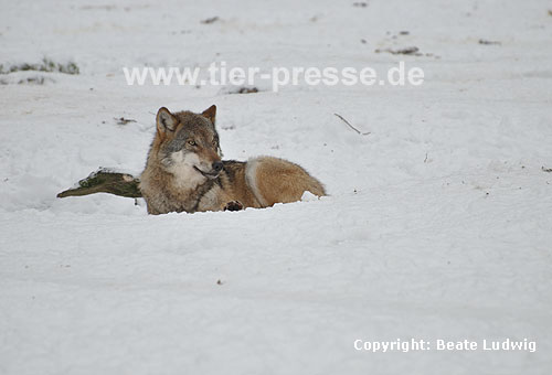 Europischer Wolf im Schnee, Ruhen / European Wolf, snow / Canis lupus