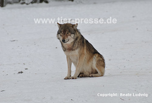 Europischer Wolf im Schnee / European Wolf, snow / Canis lupus