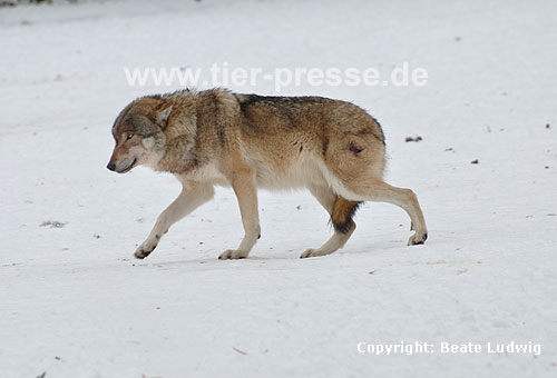 Europäischer Wolf im Schnee, verletzt, unterwürfig / Gray Wolf, snow, hurt, submissive / Canis lupus