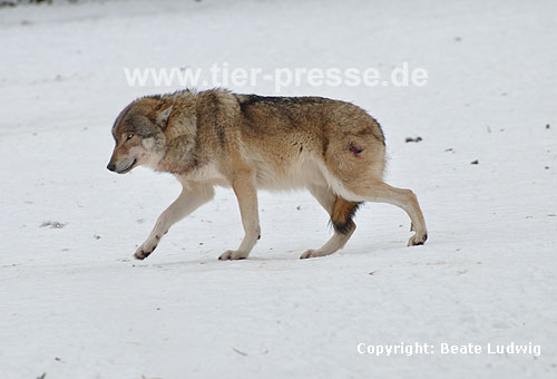 Europischer Wolf im Schnee, verletzt, unterwrfig / Gray Wolf, snow, hurt, submissive / Canis lupus