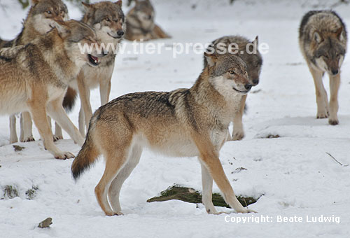 Europischer Wolf im Schnee, Rudel / Grey Wolf, snow, pack / Canis lupus