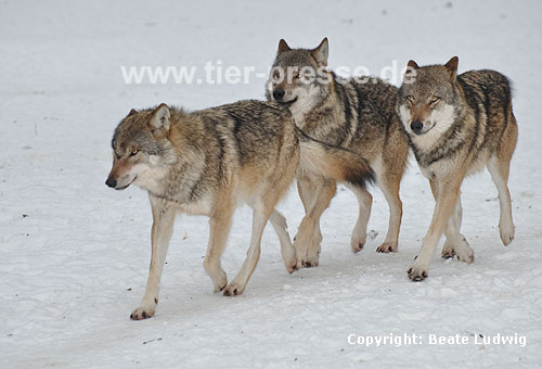 Europäischer Wolf im Schnee, Rudel / Grey Wolf, snow, pack / Canis lupus