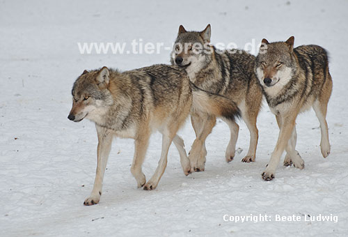 Europischer Wolf im Schnee, Rudel / Grey Wolf, snow, pack / Canis lupus