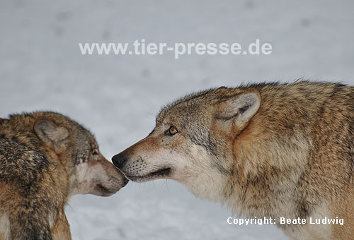 Europischer Wolf im Schnee, Kontakt / Grey Wolf, snow, contact / Canis lupus
