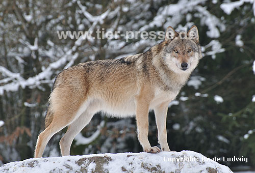 Europäischer Wolf im Schnee, im Wald / Grey Wolf, snow, trees / Canis lupus
