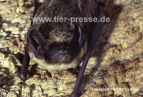 Zweifarbfledermaus (Vespertilio murinus) / Particoloured bat (Vespertilio murinus)