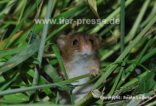 Zwergmaus / Harvest mouse / Micromys minutus