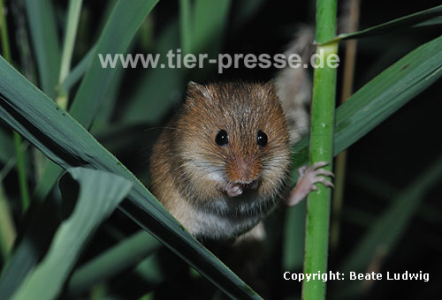 Zwergmaus im Schilf / Harvest mouse, reed / Micromys minutus
