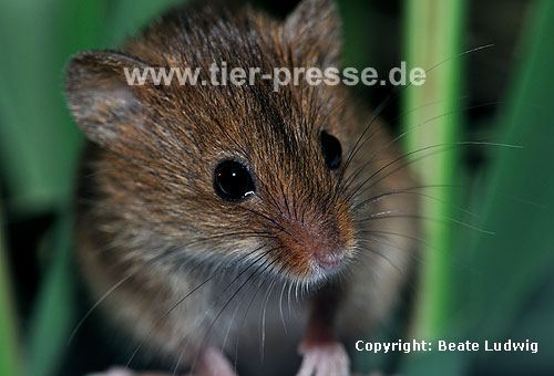 Zwergmaus im Schilf / Harvest mouse, reed / Micromys minutus