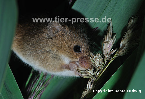 Zwergmaus frisst / Harvest mouse eating / Micromys minutus
