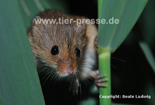 Zwergmaus im Schilf / Harvest mouse, reed / Micromys minutus