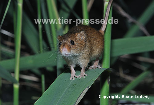 Zwergmaus im Schilf / Harvest mouse, reed / Micromys minutus