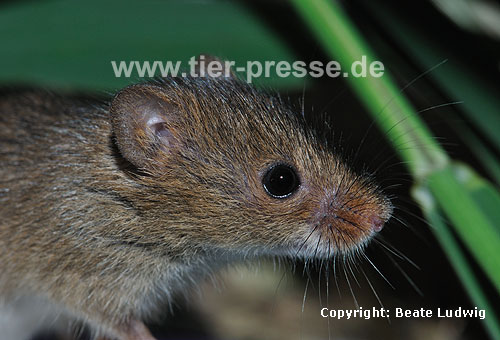 Zwergmaus im Schilf / Harvest mouse, reed / Micromys minutus