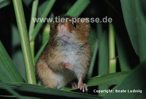 Zwergmaus im Schilf / Harvest mouse, reed / Micromys minutus