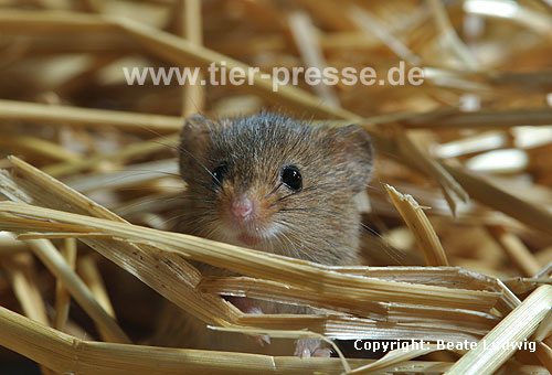 Zwergmaus im Stroh / Harvest mouse in straw / Micromys minutus