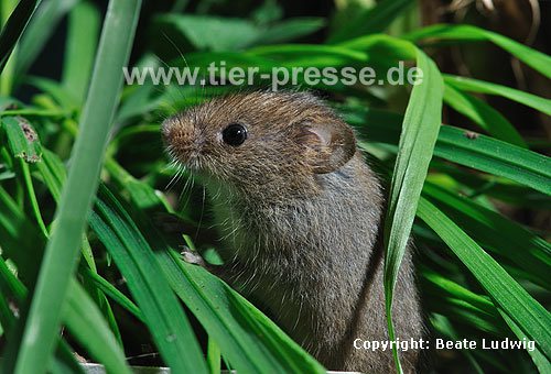 Zwergmaus im Gras / Harvest mouse, grass / Micromys minutus