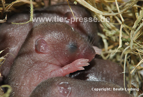 Zwergmaus, Nestlinge / Harvest mouse, cubs / Micromys minutus