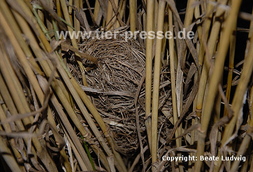Zwergmaus Nest in Weizenfeld / Harvest mouse nest / Micromys minutus