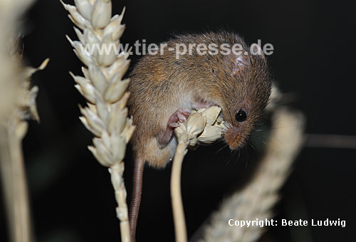Zwergmaus auf Weizen-hre / Harvest mouse om wheat ear / Micromys minutus