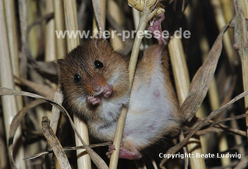 Zwergmaus beim fressen eines Weizen-Korns / Harvest mouse eating wheat corn / Micromys minutus