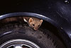 Steinmarder auf einem Autorad / Beech marten on the wheel of a car / Martes foina