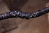 Von einem Steinmarder beschdigter Kabel-Schutzschlauch / Protective tube damaged by a Beech marten / Martes foina