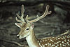 Axishirsch, Chital / Axis deer, Chital, Spotted deer
