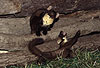 Baummarder, sich kratzende Fhe und spielendes Jungtier / Pine marten, female and cub, playing