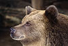Braunbär / Brown bear