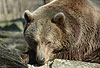 Braunbär / Brown bear