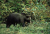 Braunbr / Brown bear