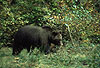 Braunbär / Brown bear