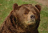 Braunbär, Kodiakbär / Brown bear, Kodiak bear