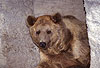 Syrischer Braunbr / Syrian Brown bear