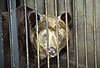 Braunbär im Käfig / Brown bear in a cage