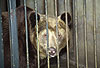 Braunbr im Kfig / Brown bear in a cage