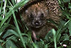 Igel (Braunbrustigel, Westigel) / Western hedgehog / Erinaceus europaeus