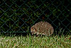 Igel (Braunbrustigel, Westigel) / Western hedgehog / Erinaceus europaeus
