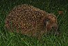 Igel (Braunbrustigel, Westigel) / Western hedgehog / Erinaceus europaeus