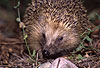 Igel (Braunbrustigel, Westigel) / Western hedgehog / Erinaceus europaeus