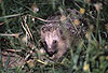Igel (Braunbrustigel, Westigel) / Western hedgehog / Erinaceus europaeus