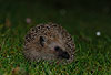 Igel (Braunbrustigel, Westigel) / Western hedgehog / Erinaceus europaeus
