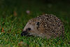 Igel (Braunbrustigel, Westigel) / Western hedgehog / Erinaceus europaeus