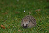 Igel (Braunbrustigel, Westigel) / Western hedgehog / Erinaceus europaeus