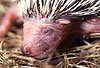 Igel, Jungtier / Western hedgehog, young one / Erinaceus europaeus