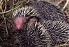 Igel, Jungtiere / Western hedgehog, young one / Erinaceus europaeus