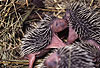 Igel, Jungtiere / Western hedgehog, young one / Erinaceus europaeus
