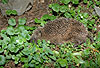 Igel, krank / Western hedgehog, sick / Erinaceus europaeus