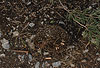 Igel, berreste / Western hedgehog, remains / Erinaceus europaeus