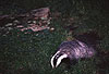 Europischer Dachs / European Badger